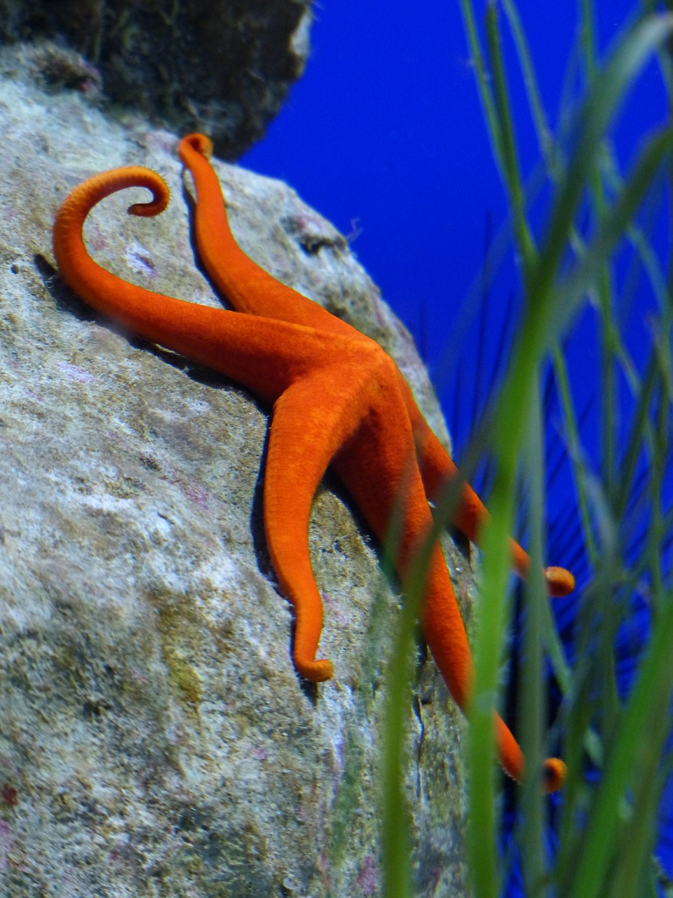 starfish red aquarium free photo