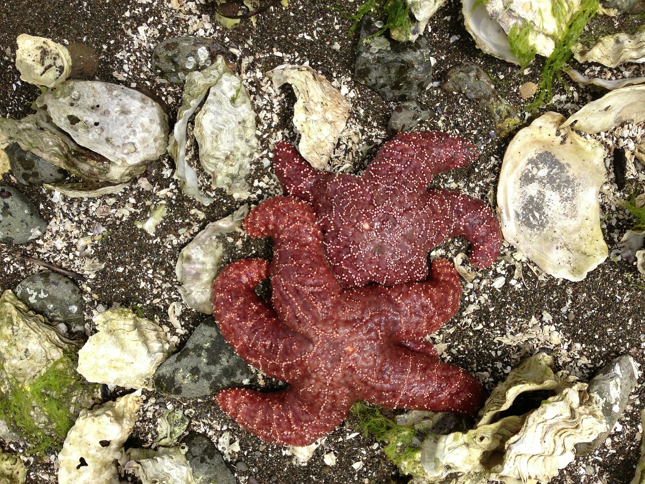 starfish beach marine free photo