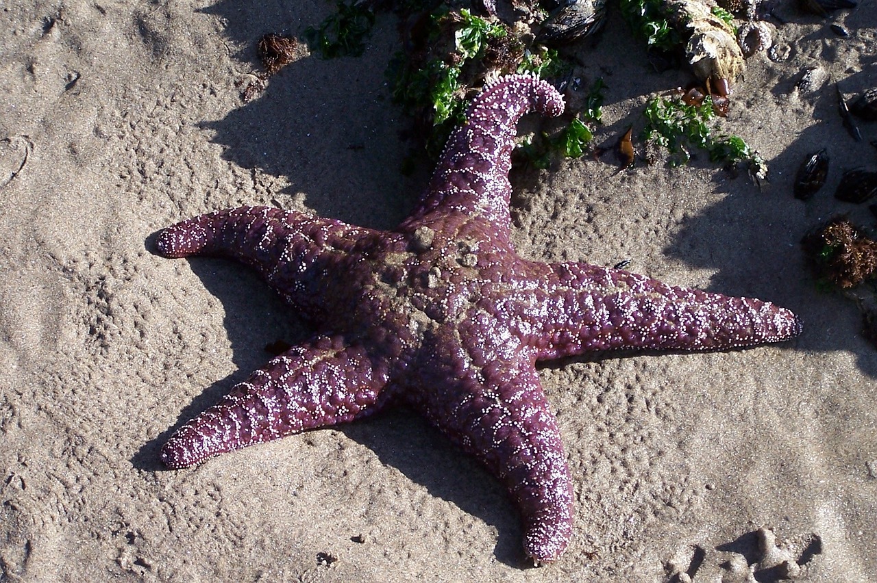 starfish ocean sea free photo