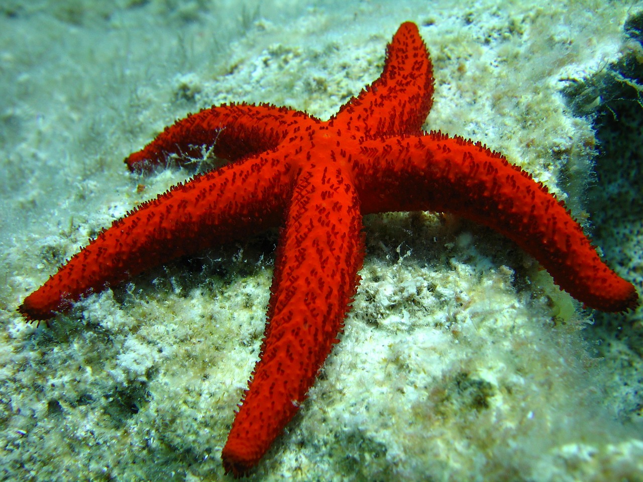 starfish diving greece free photo