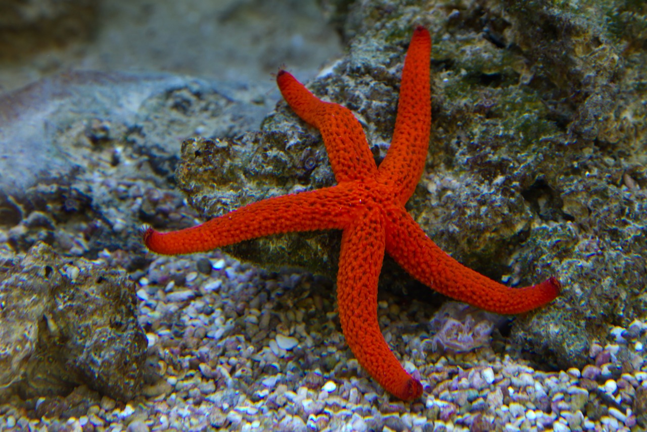 starfish underwater star free photo