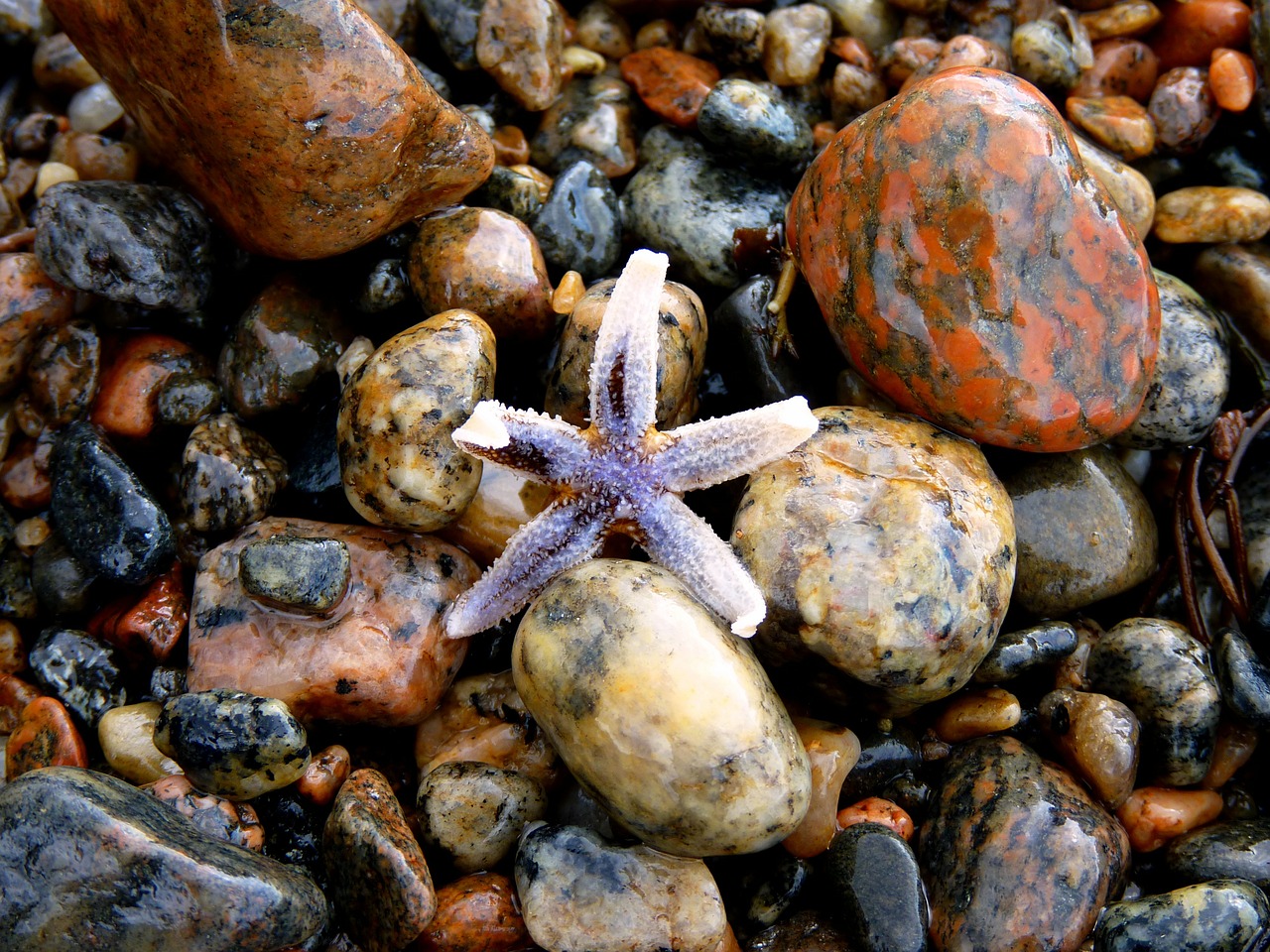 starfish stones colorful free photo