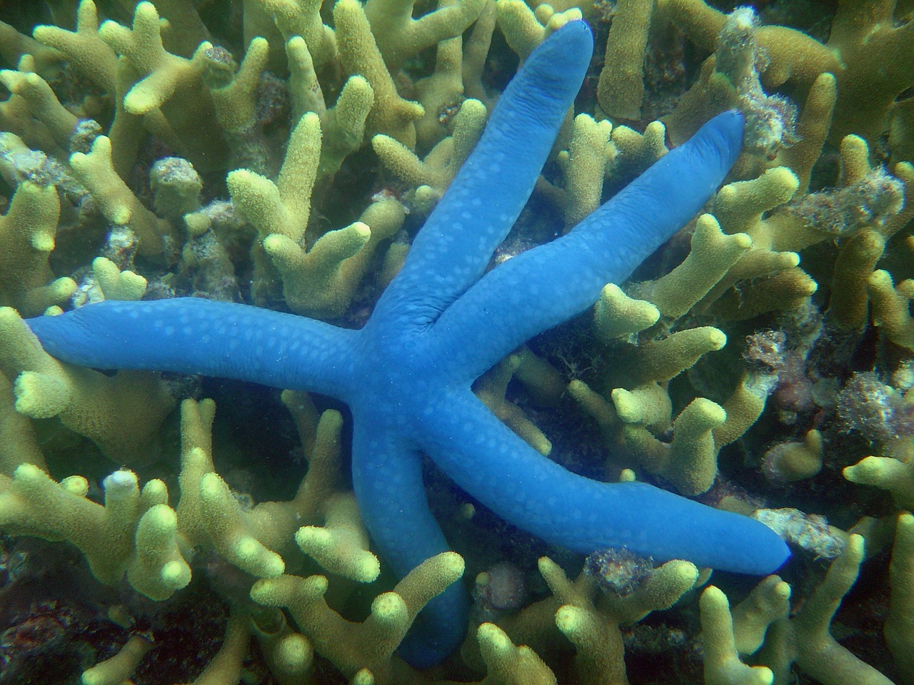 starfish reef underwater free photo