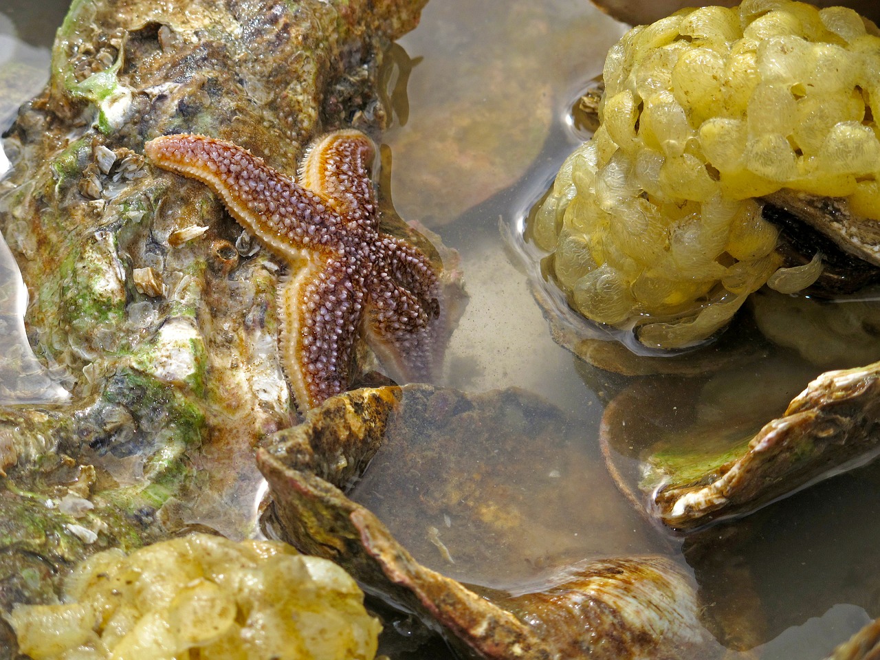 starfish sea north sea free photo