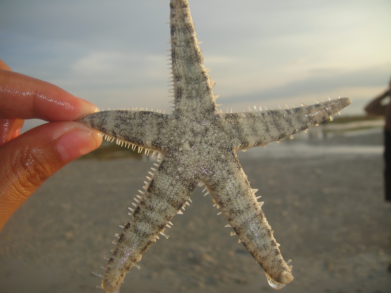 starfish beach tropical free photo