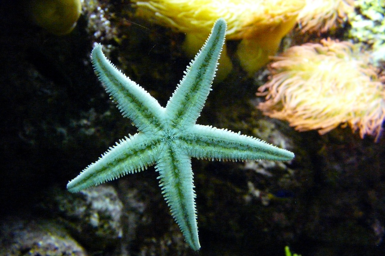 starfish sea animal aquarium free photo