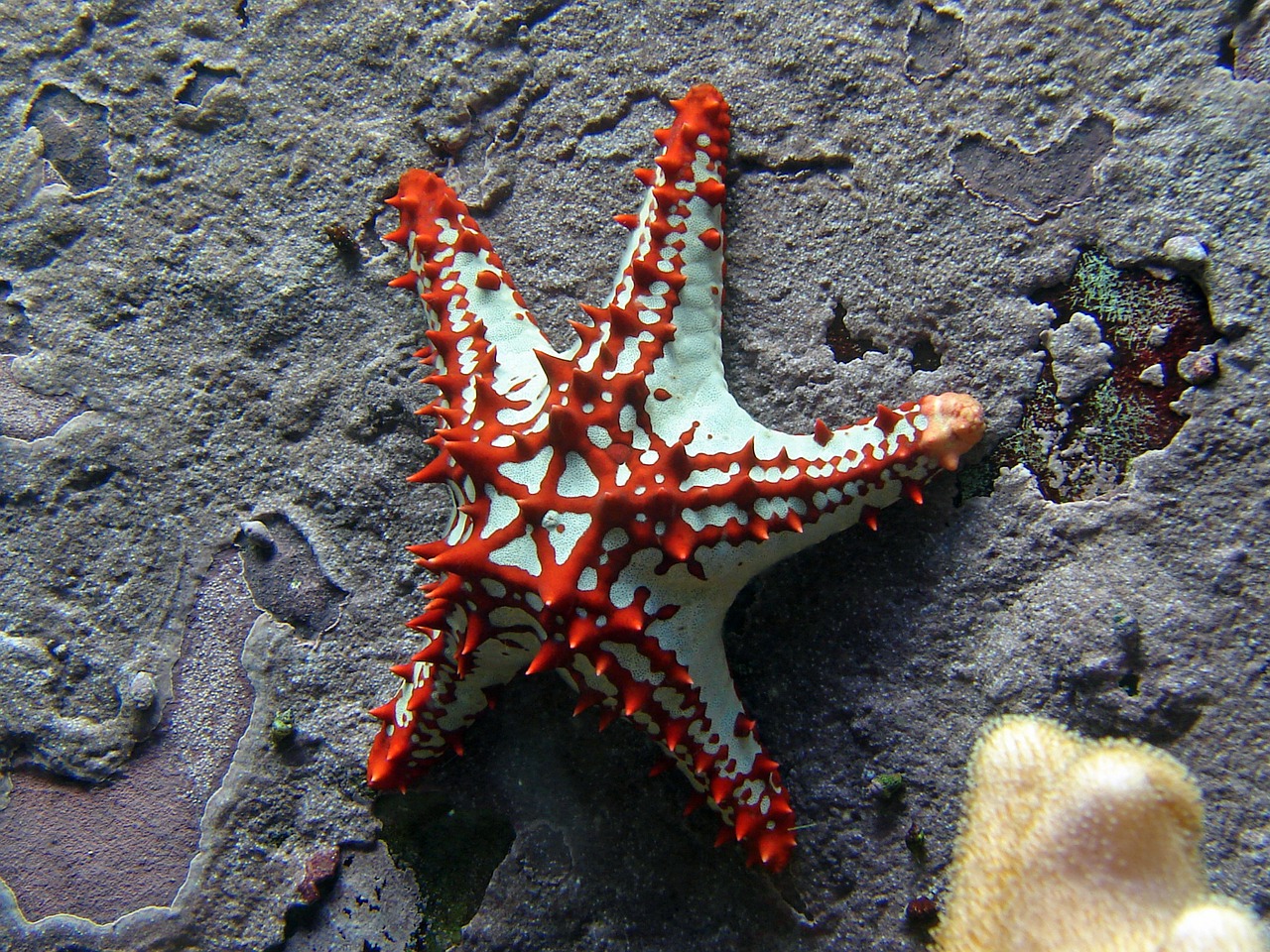starfish red white free photo
