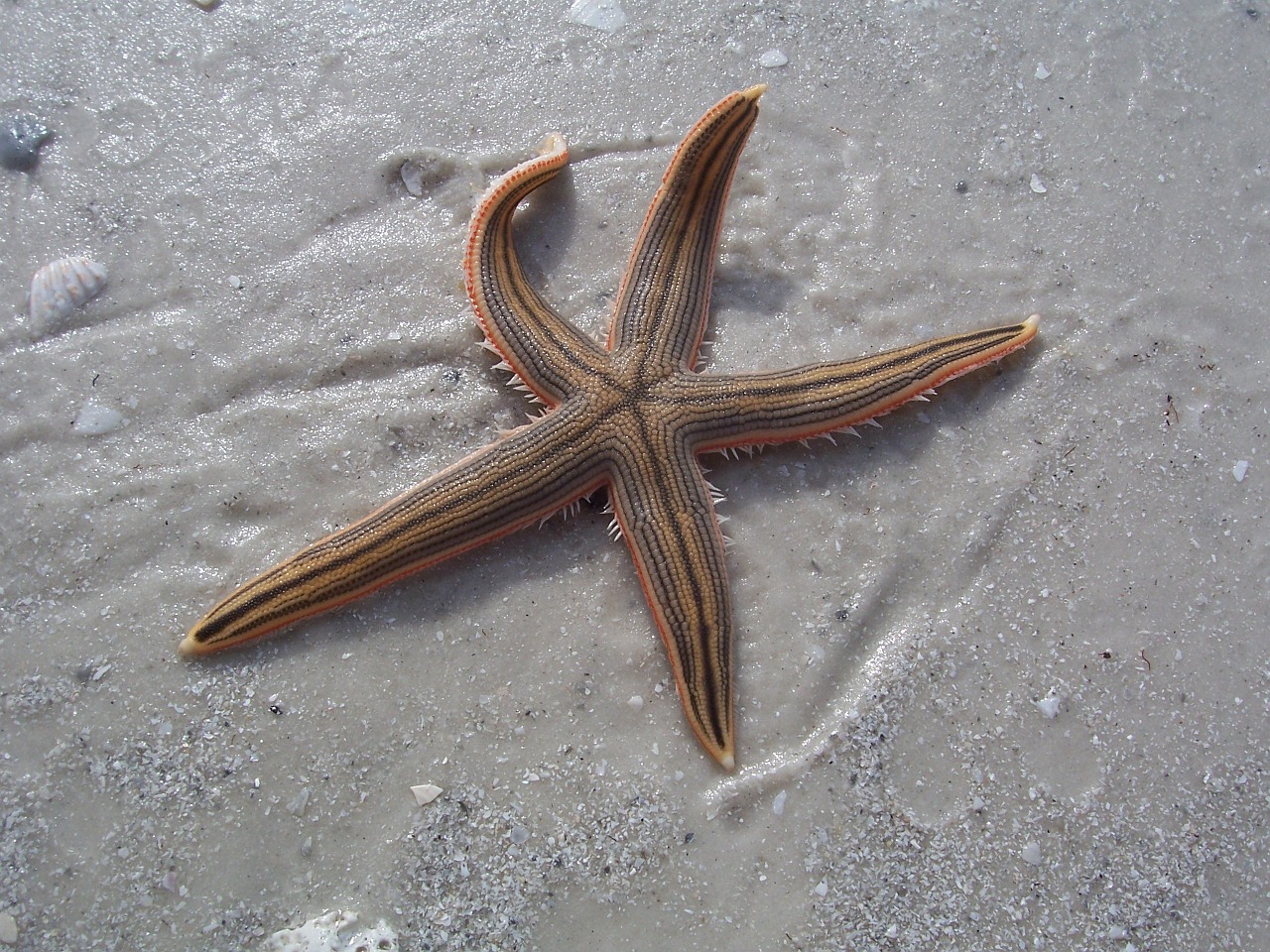 starfish beach sand free photo