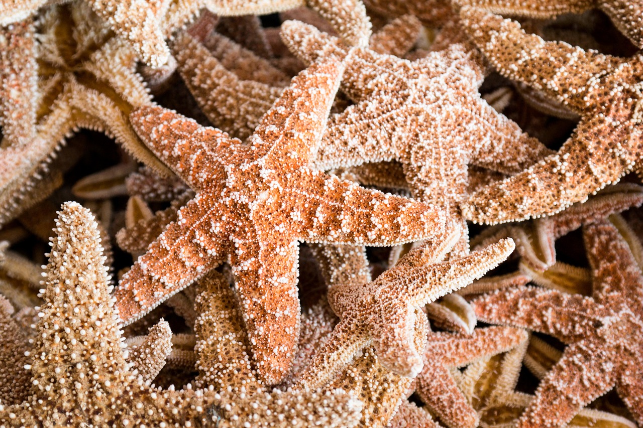 starfish sea holiday free photo