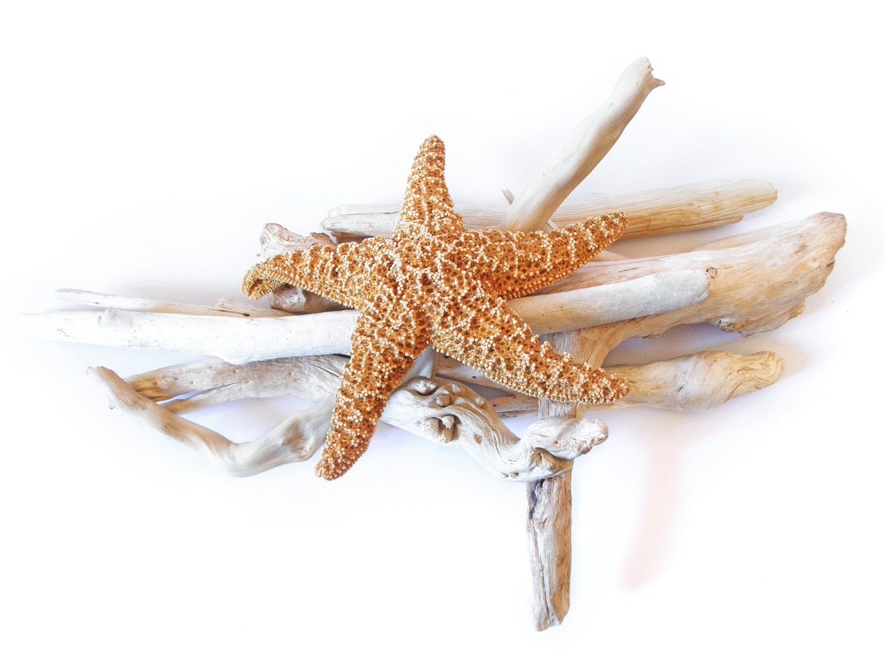 starfish dried driftwood free photo