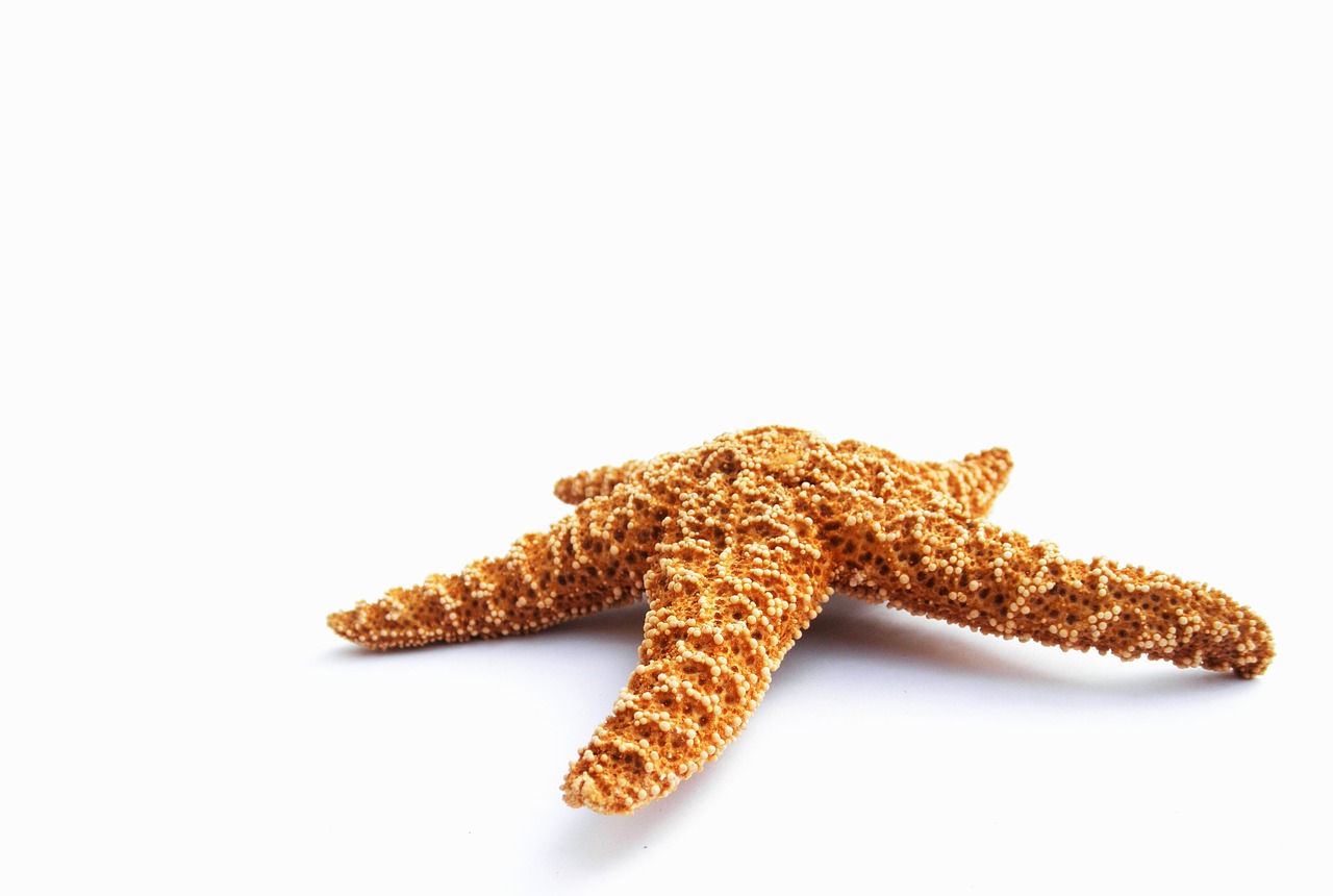starfish dried decorative free photo