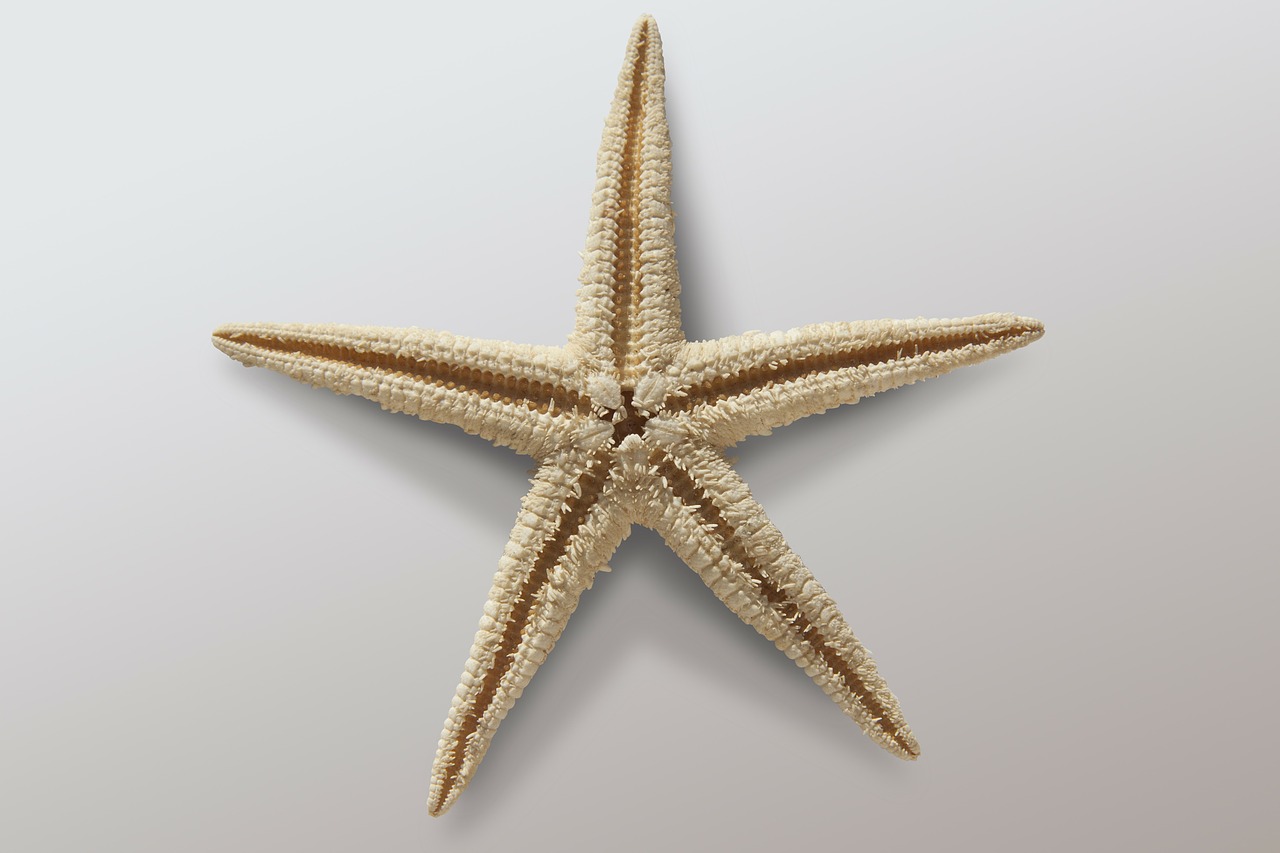 starfish asteroidea echinoderms sea free photo