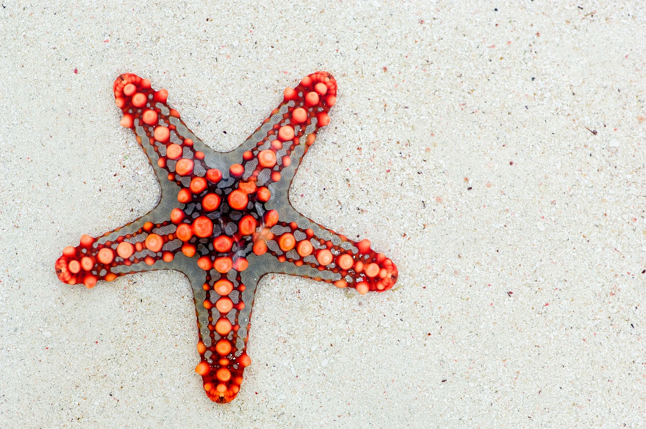 starfish sea africa free photo
