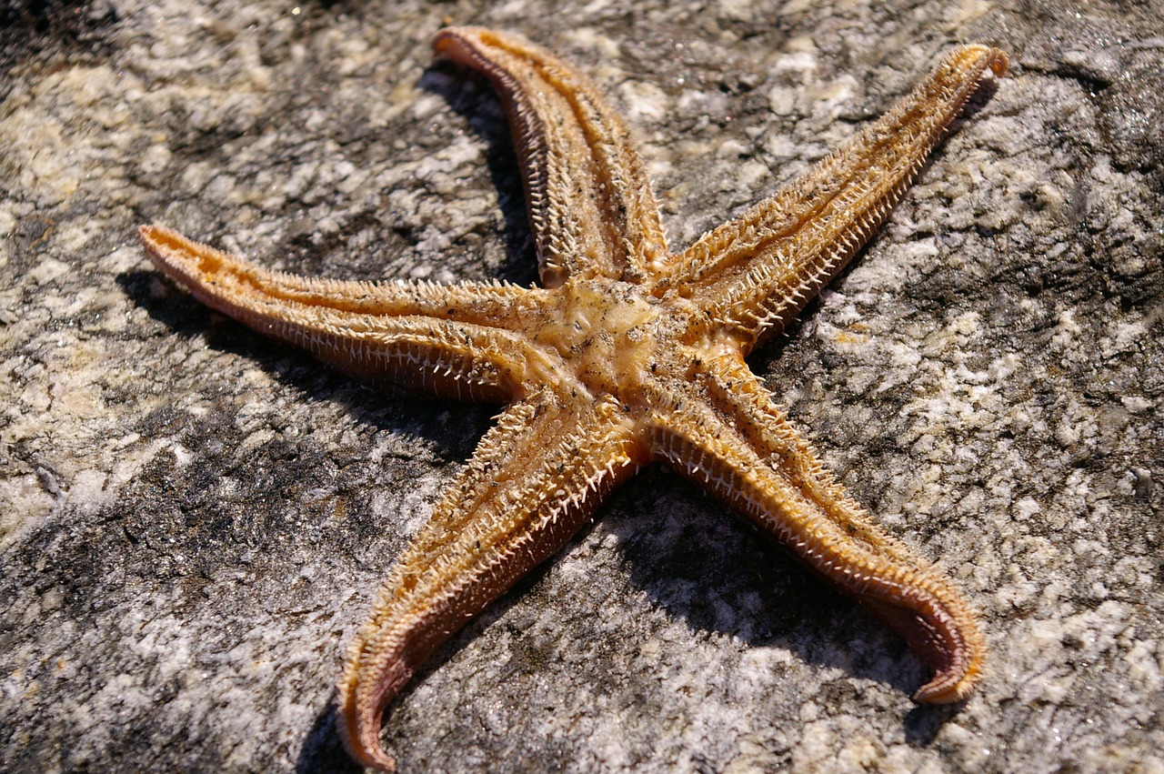 starfish star dried free photo