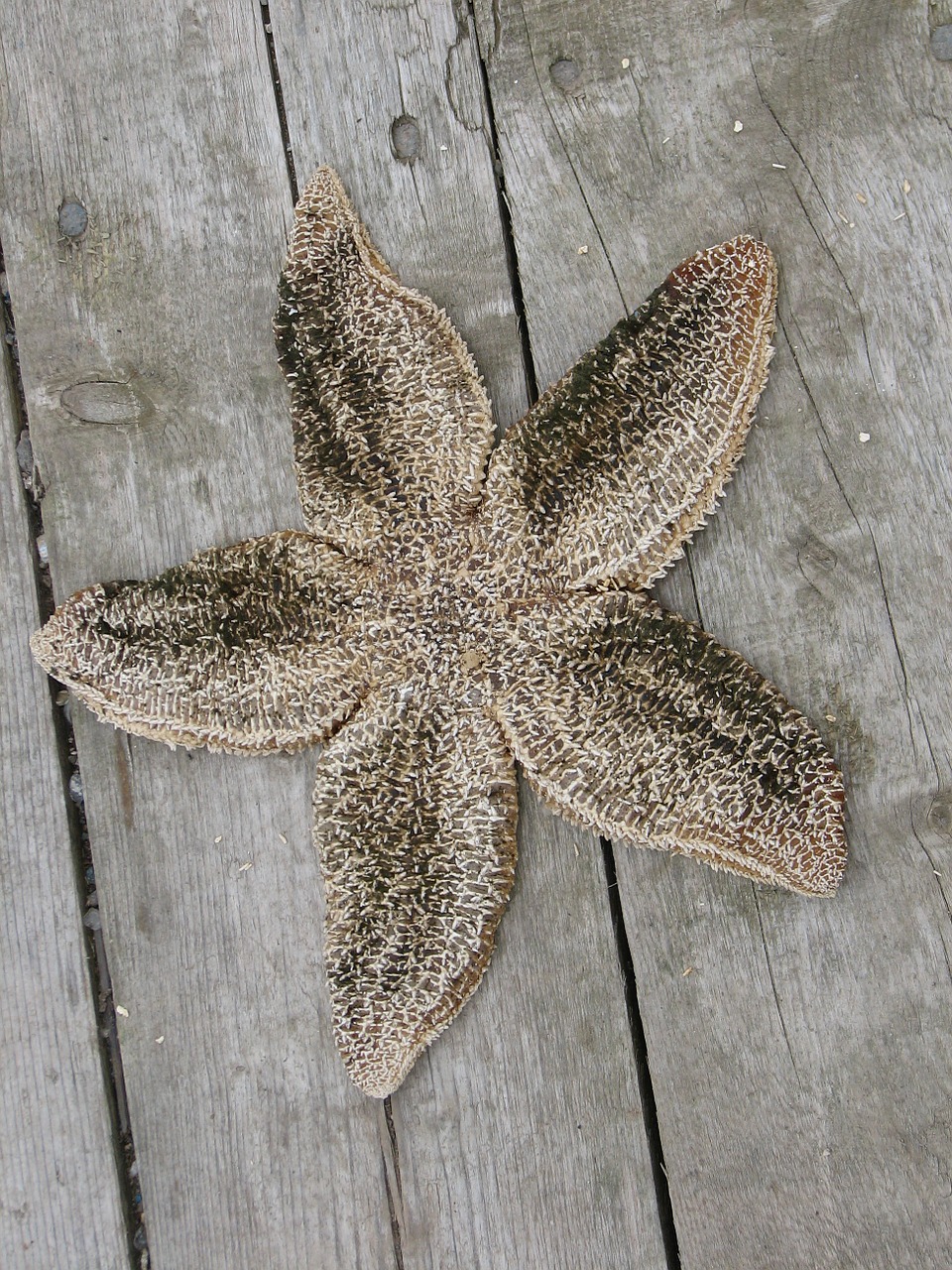 starfish fish star free photo