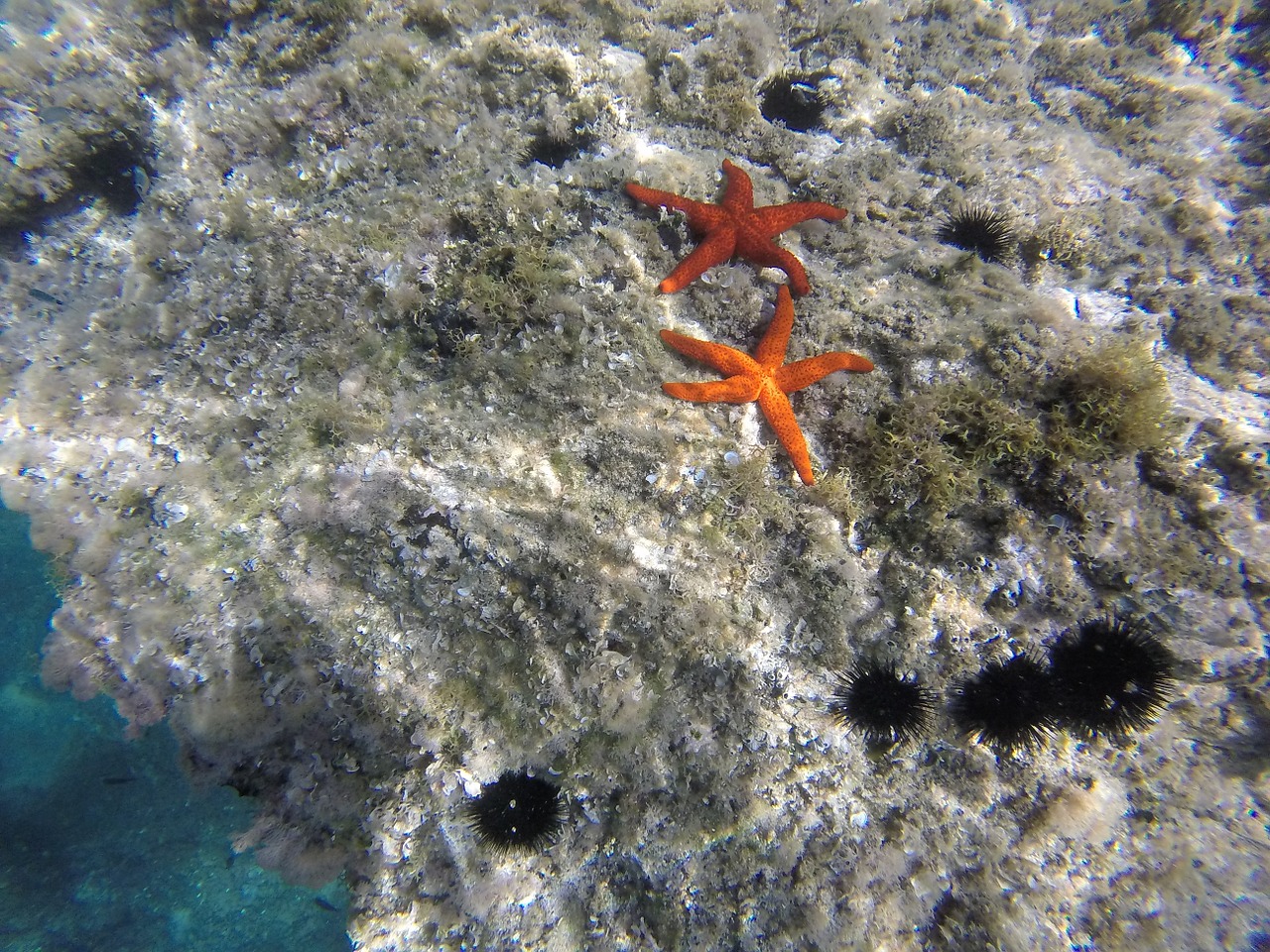 starfish diving summer free photo