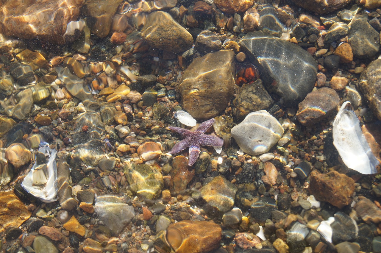 starfish nature transparent free photo