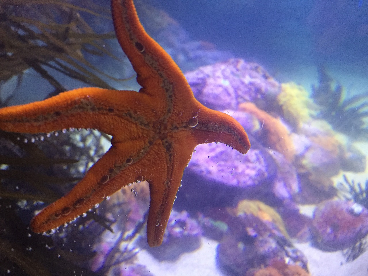 starfish aquarium sea free photo