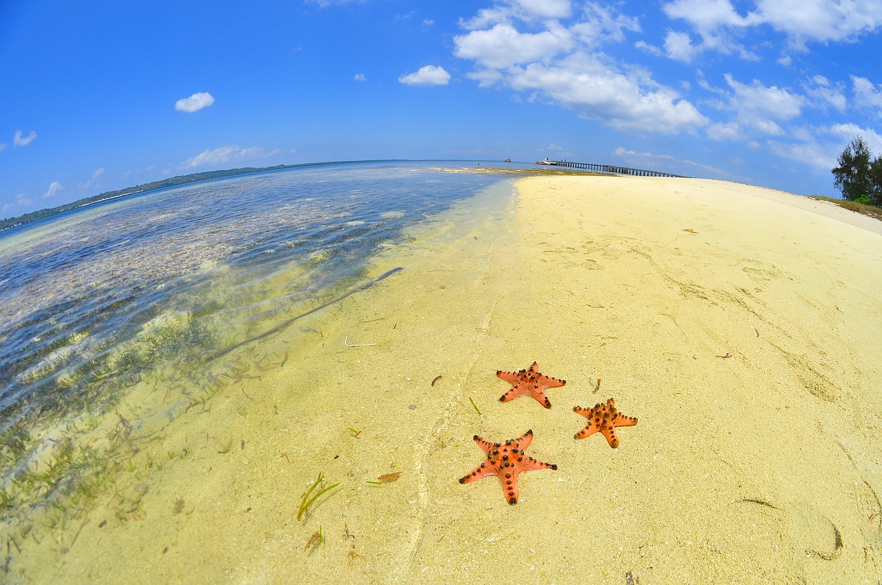 starfish beach blue free photo
