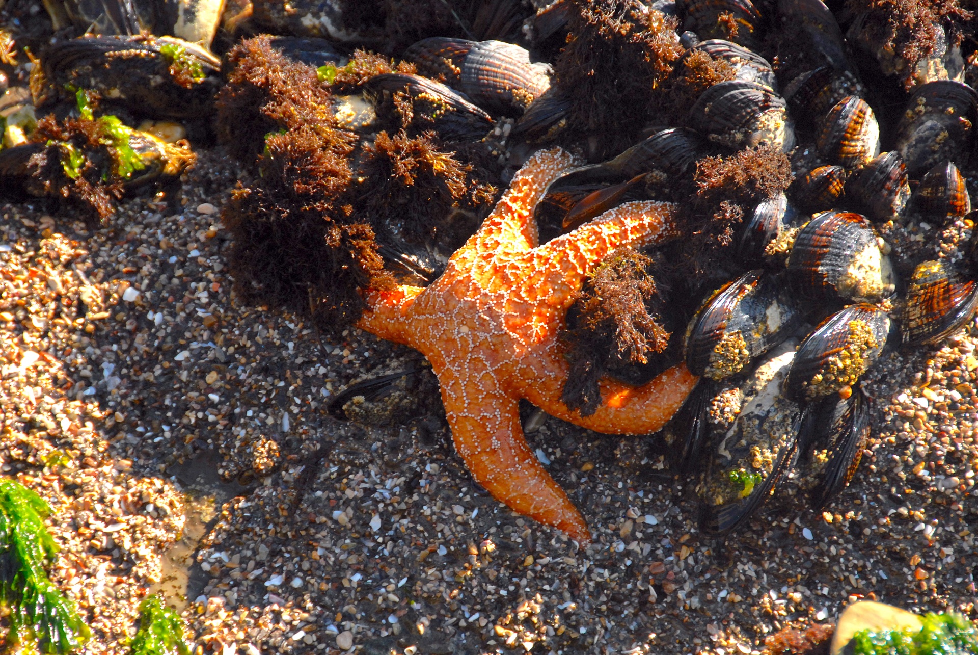marine life starfish mussels free photo