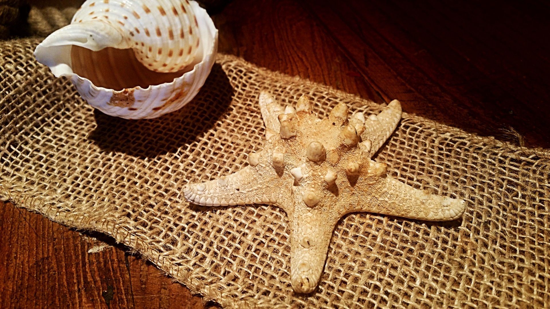 starfish shell marine free photo