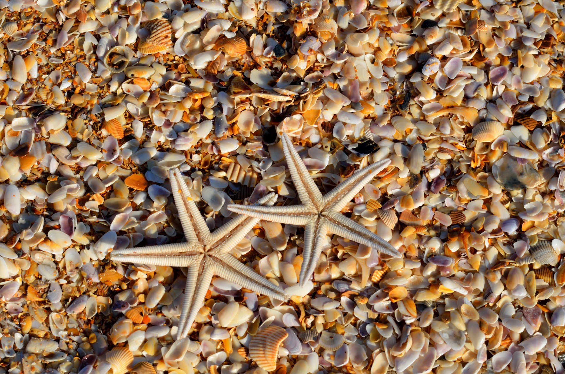 starfish sea life shells free photo