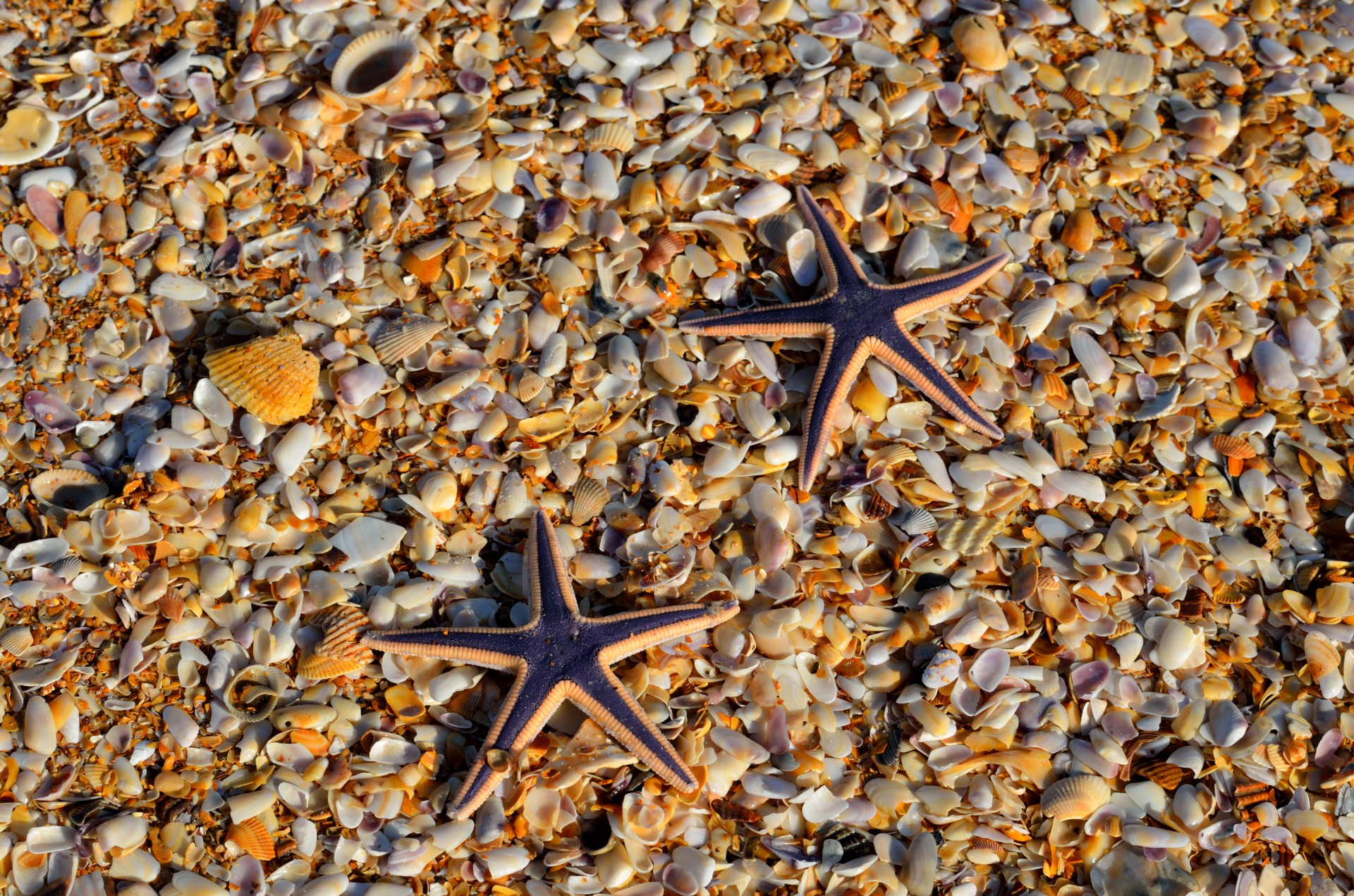 beach shells starfish free photo