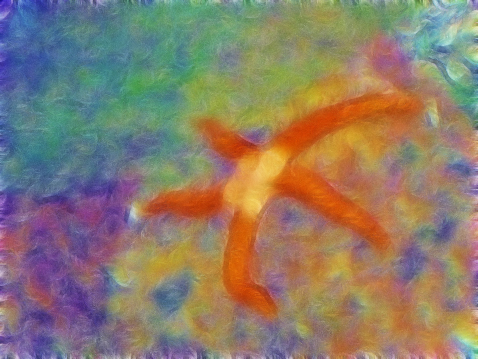 starfish shape colors free photo