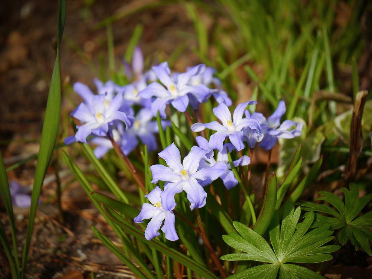 starflower blue spring free photo