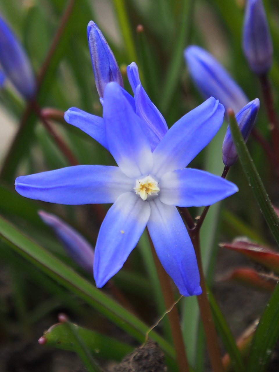 starflower  blue  spring free photo