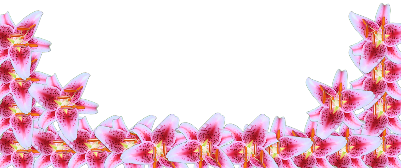 stargazer lily border free photo