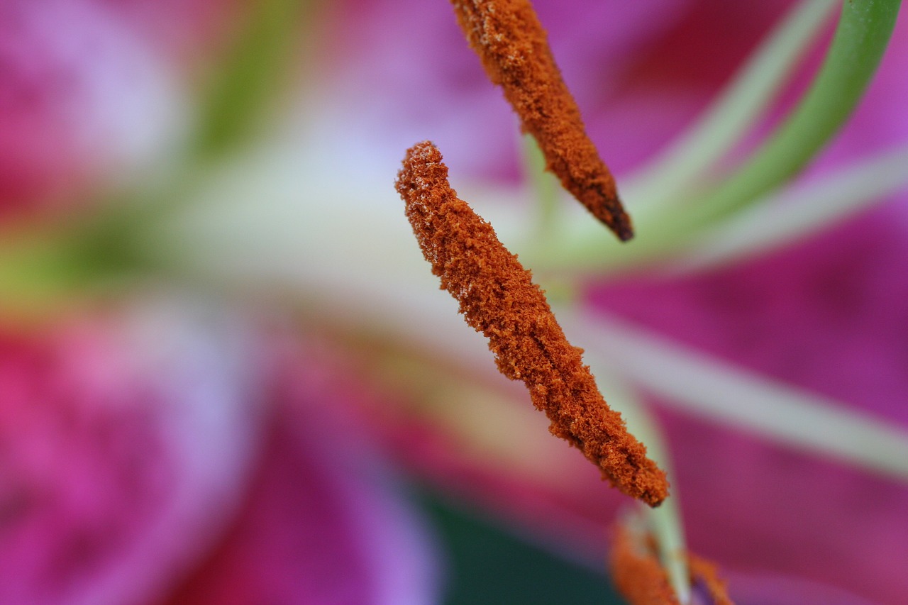 stargazer  lily  stamen free photo