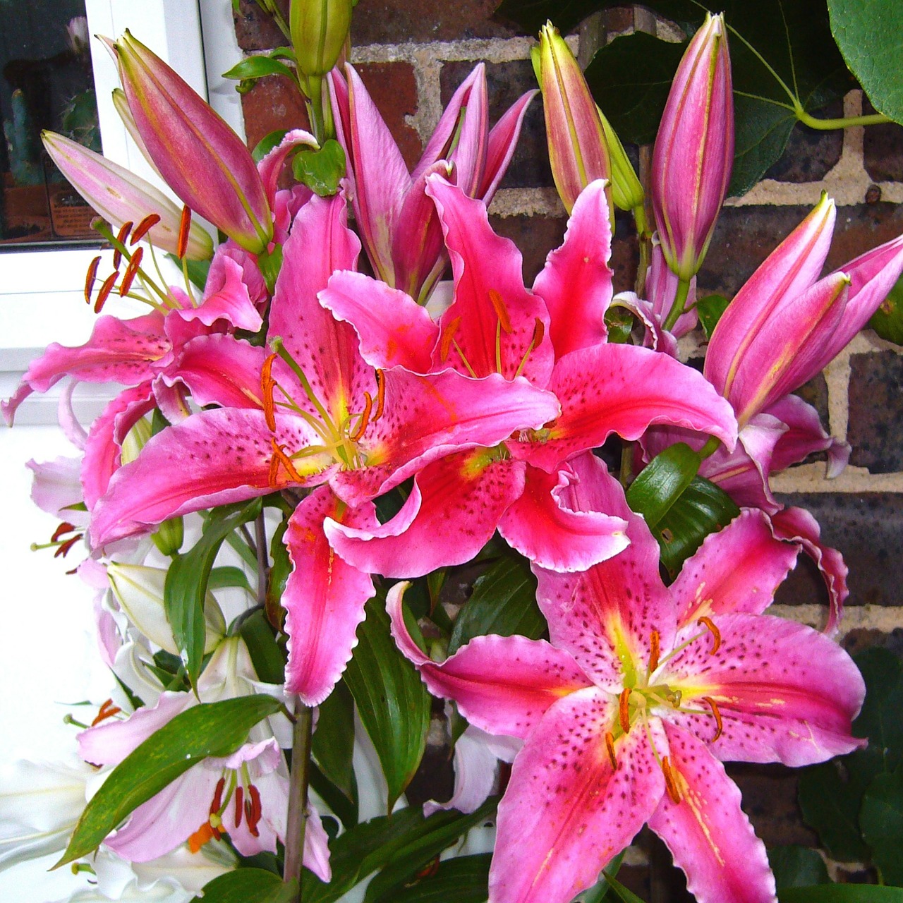 stargazer lily pink lilles oriental lilies free photo