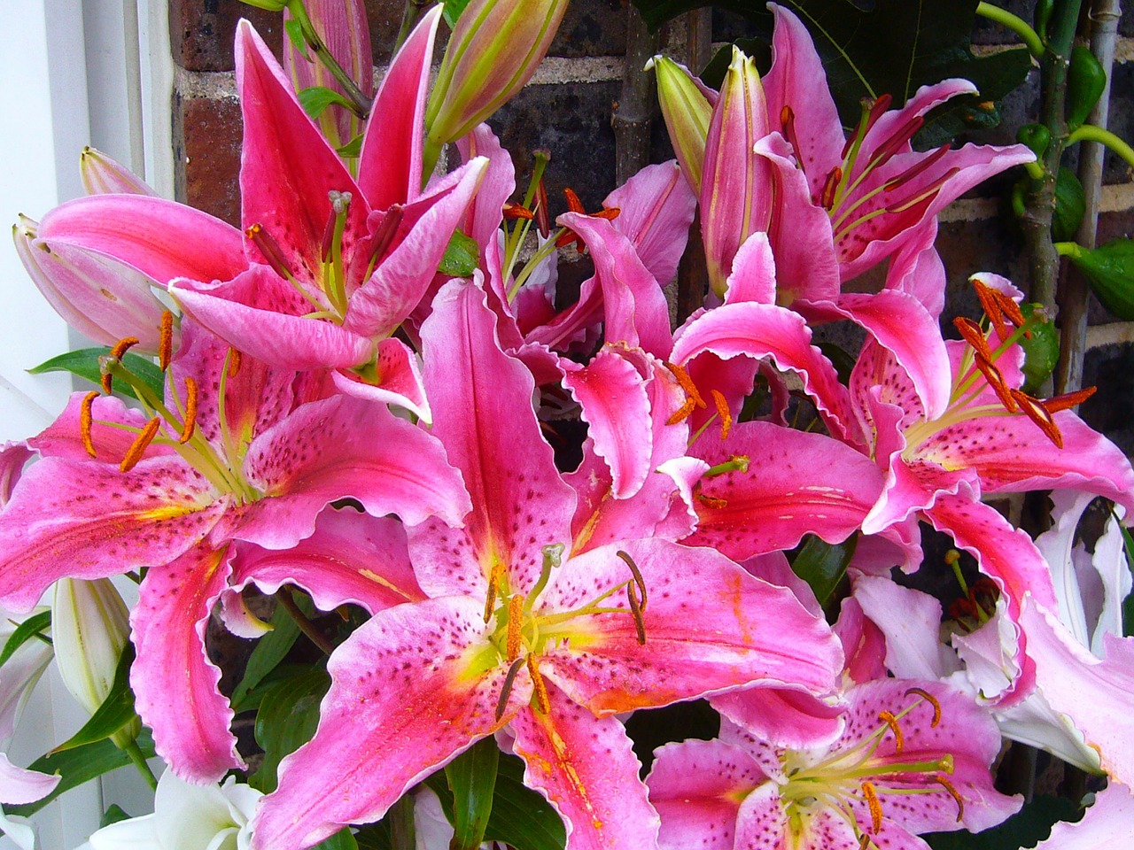 stargazer lily oriental flower pink free photo