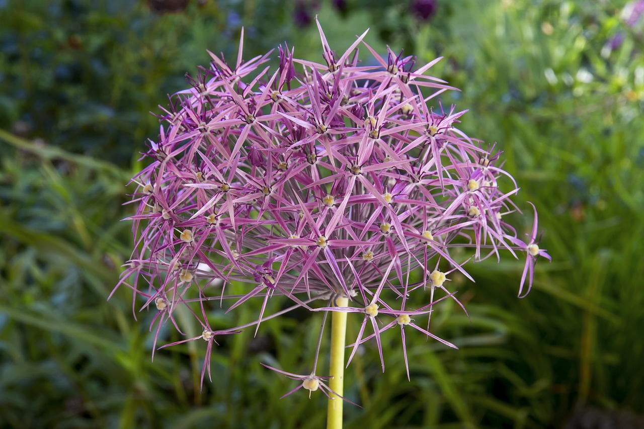 starlight-lauch allium cristophii garden ball-lauch free photo