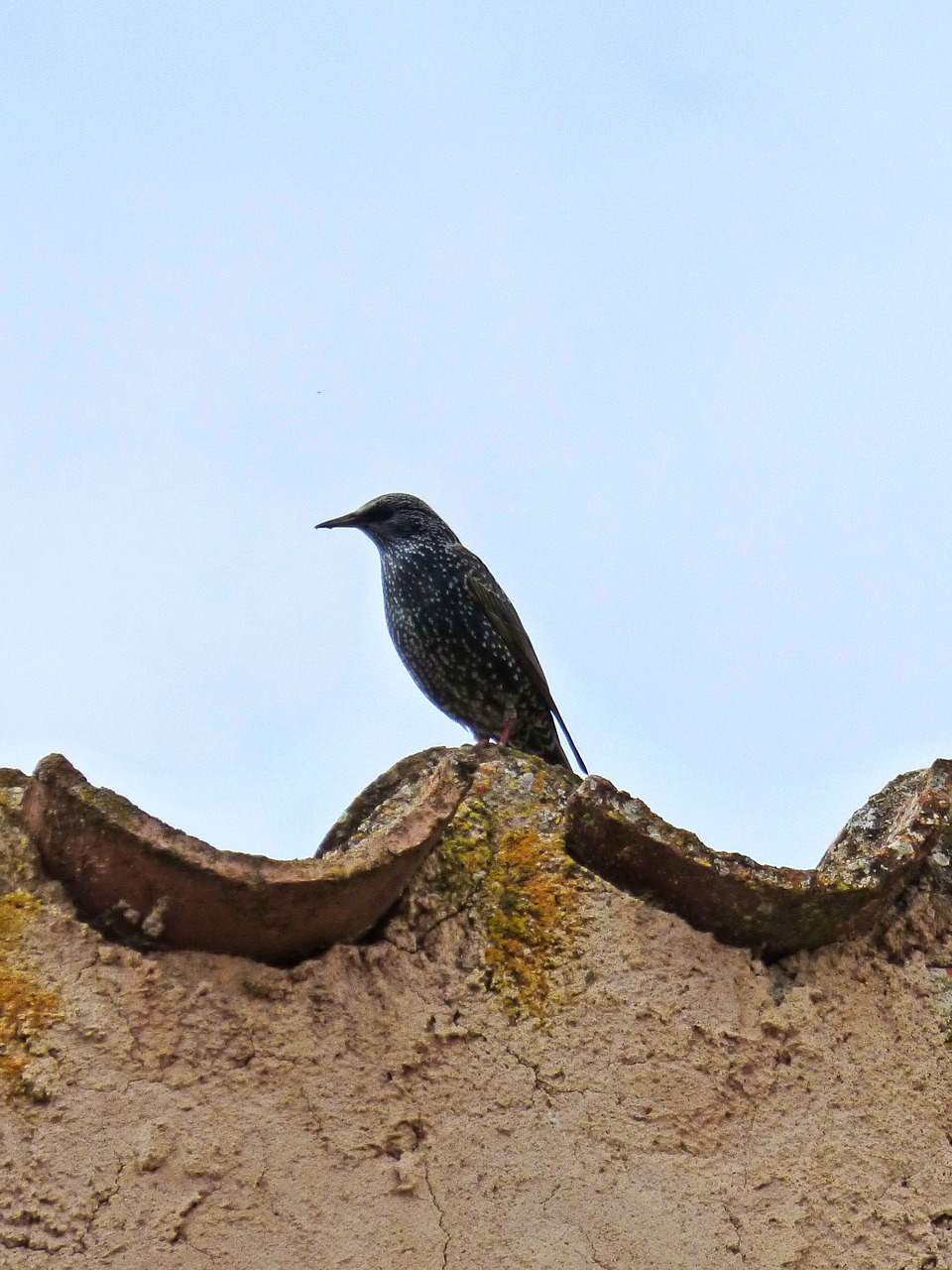 starling roof texas free photo