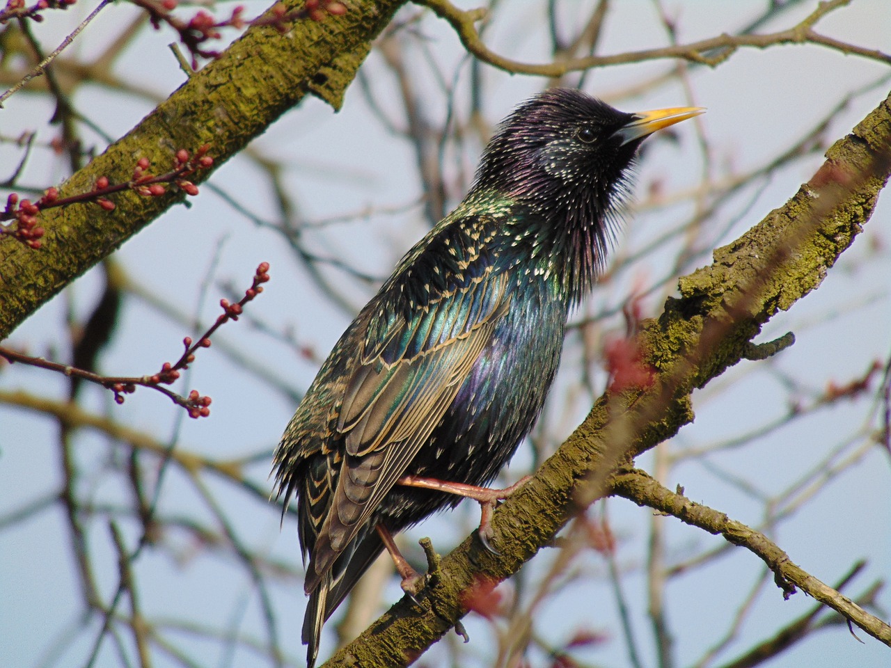 starling bird nature free photo