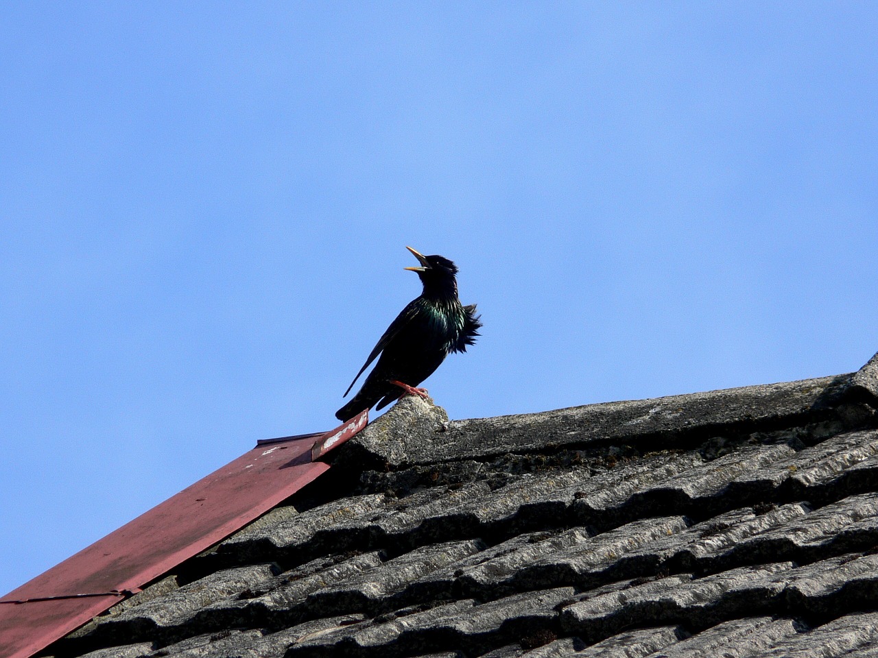 Edit free photo of Starling,spring,birds singing,wildlife,black ...