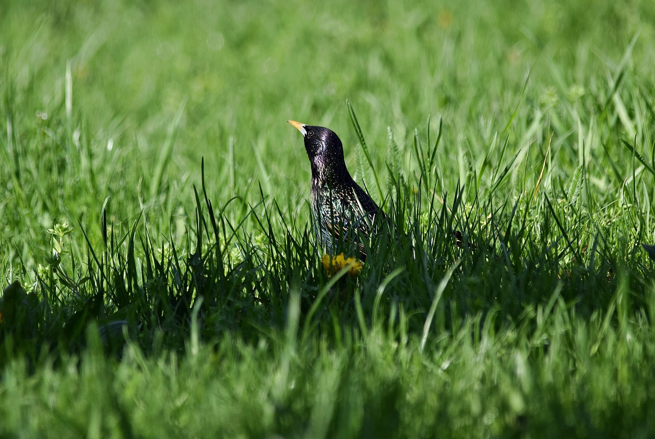 starling bird nature free photo