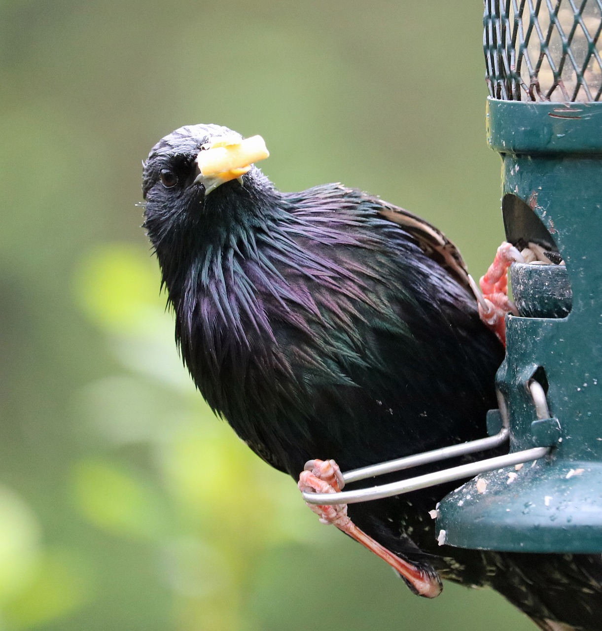 starling feeder feeding free photo