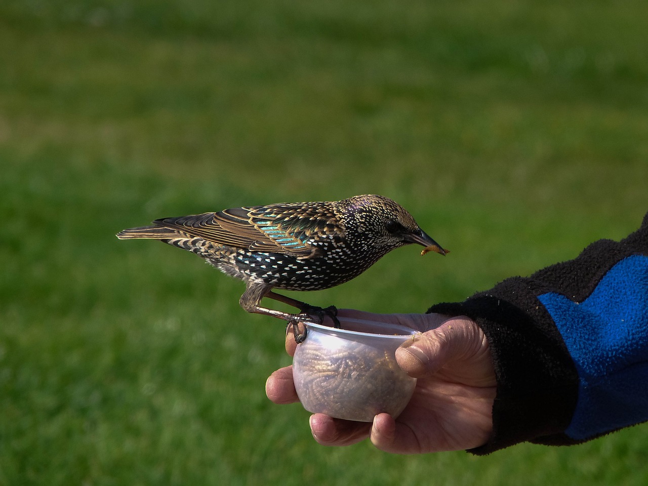 starling bird striking free photo