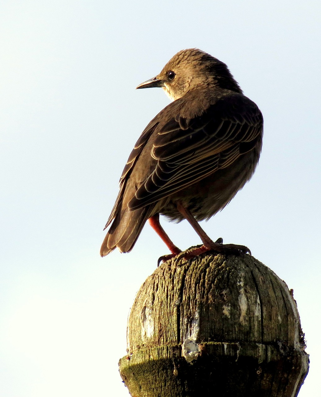 starling bird animal free photo