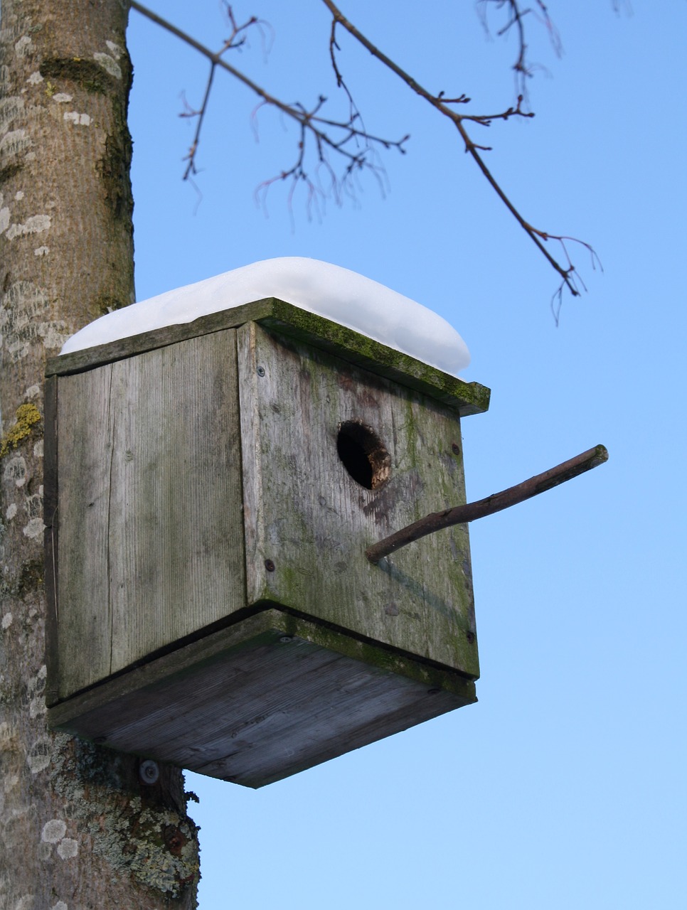 starling nest box free photo