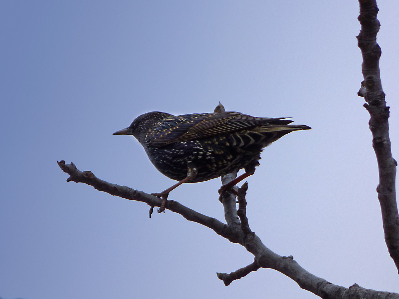 starling branch lookout free photo