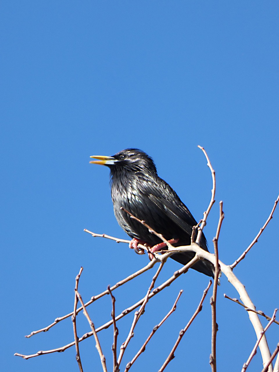 starling branches bird free photo