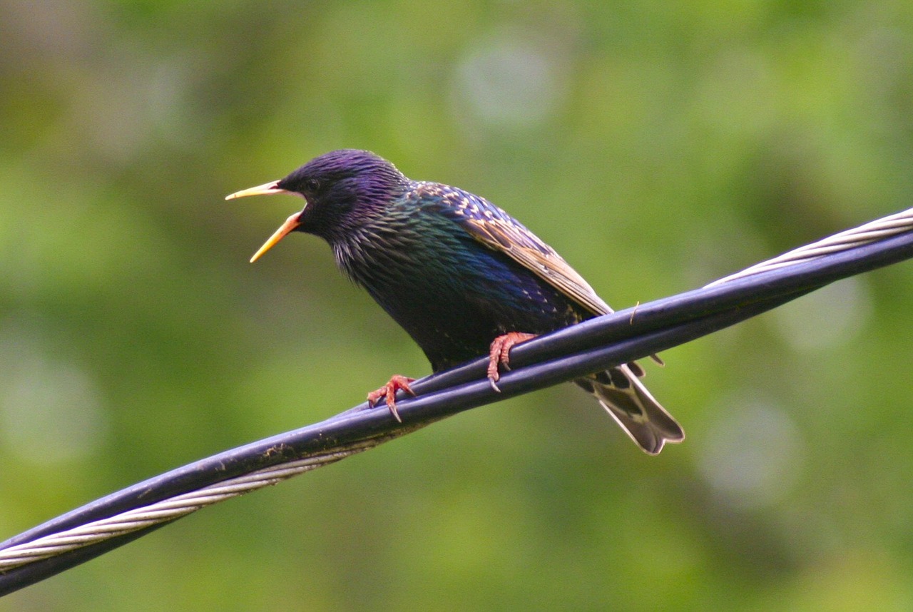 starling star bird free photo