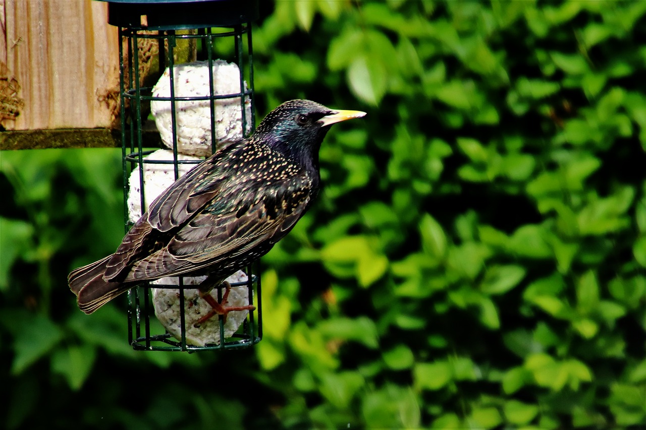 starling bird wildlife free photo