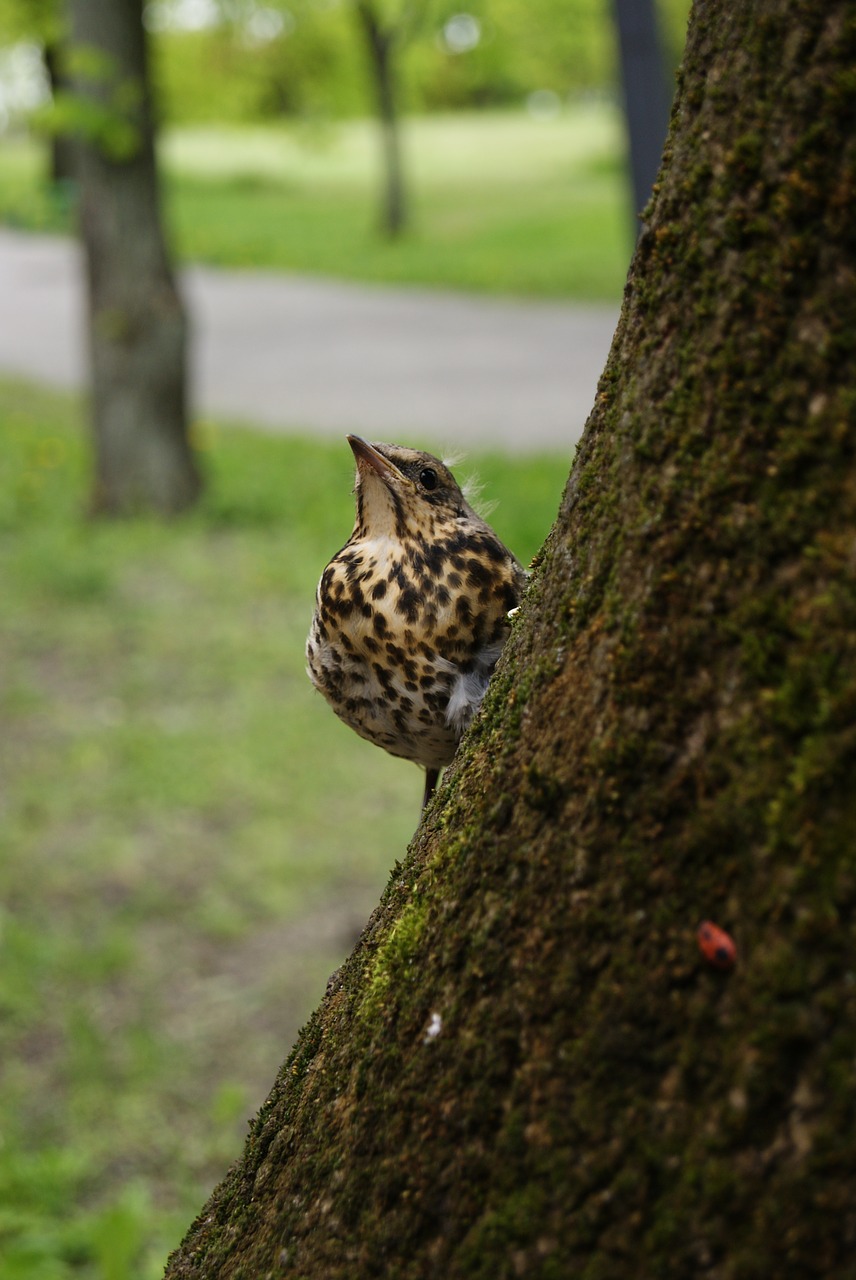 starling bird nature free photo