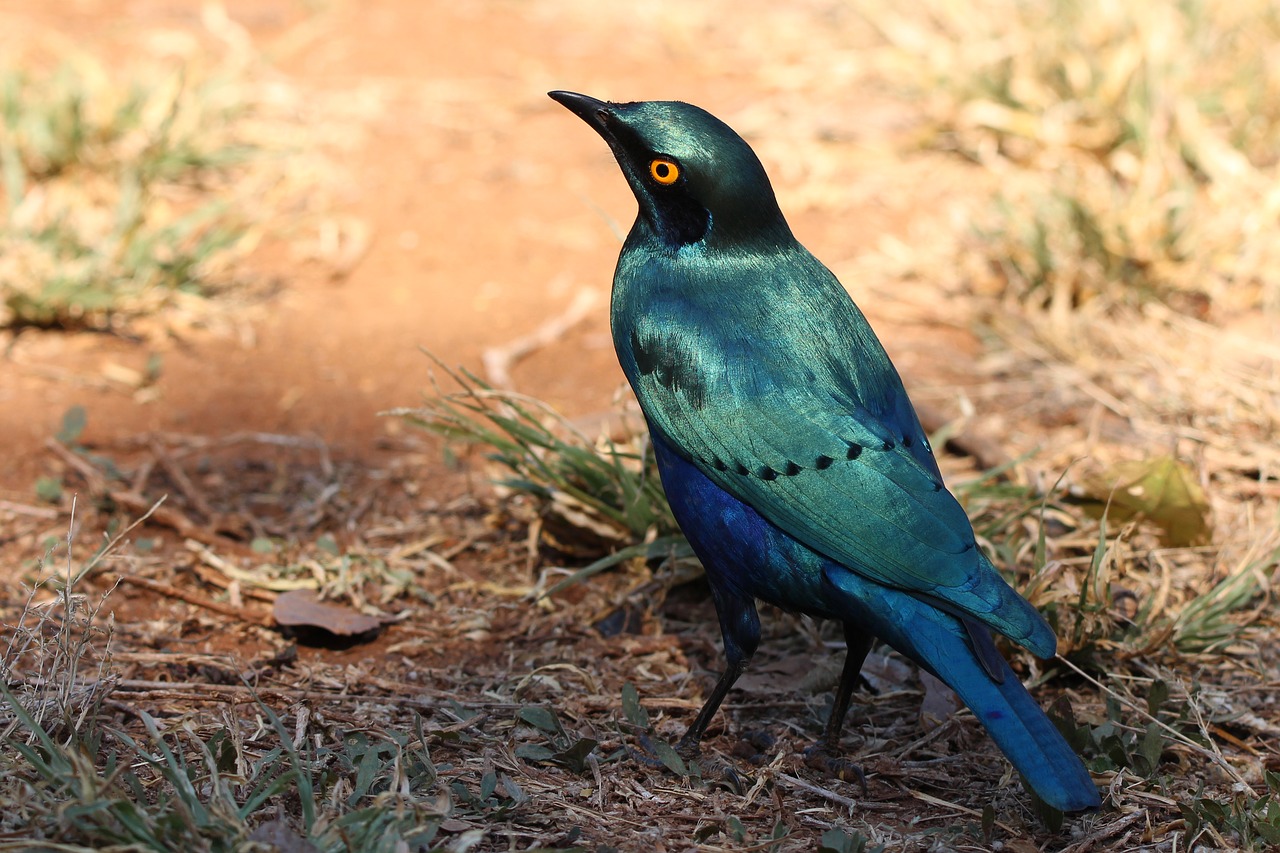 starling blue bird free photo