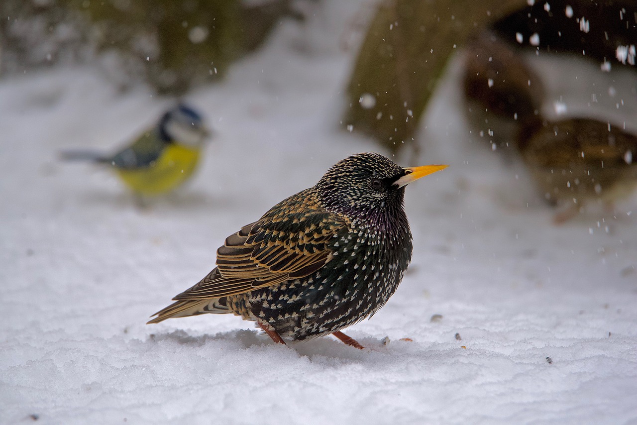 starling european bird free photo